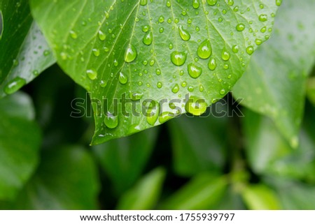 Bright green leaf with dew drops