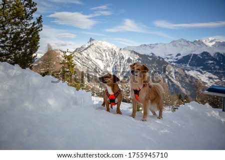 Two dog friends sitting together in the snow in front of Swiss alps. Hiking with dogs. 