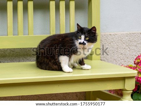 Black and White Cat with mustache markings. A black and white cat with markings on its face that look like a mustache. Royalty-Free Stock Photo #1755950177