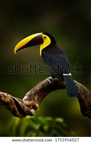 Tropic bird in forest. Rainy season in America. Chestnut-mandibled toucan sitting on branch in tropical rain with green jungle background. Wildlife scene from tropic jungle. Animal in Costa Rica.  Royalty-Free Stock Photo #1755956027