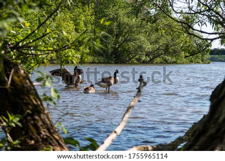 Canadian geese (Branta Canadensis) bathing at the natural park "Ile de la visitation" in Montreal