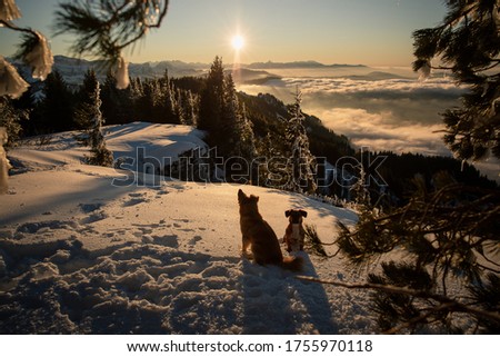 Two dogs over clouds on the top of the mountains in winter. Impressive picture of two dogs in the mountains on sunset.
Hiking with dogs in the Swiss Alps.