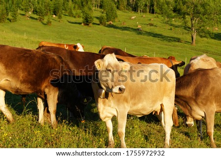 A brown cattle herd grazes on a fresh green meadow illuminated by the golden summer evening sun near Neuschwanstein Castle, Bavaria, Germany.