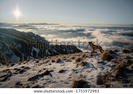 Dog over clouds on the top of the mountains in winter enjoying beautiful view. Impressive picture of a dog in the mountains on a moody day.
Hiking with dogs in the Swiss Alps.