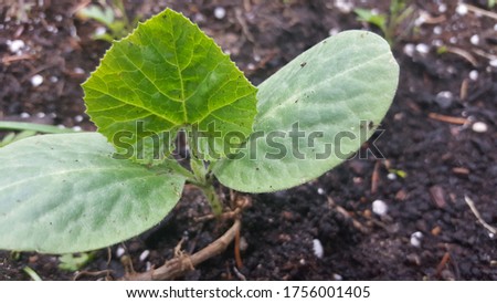 A background picture of the sprout in the garden (Zucchini)