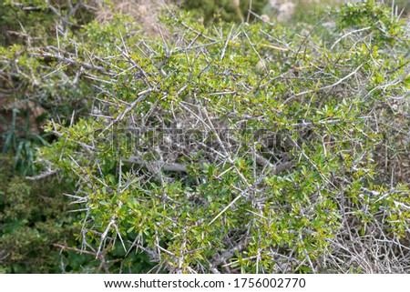 Natural background with side view of grass on the rocky ground view of bush on the rocky ground