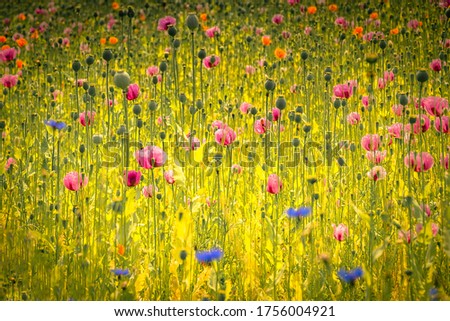 Flower meadow with poppies and corn flower