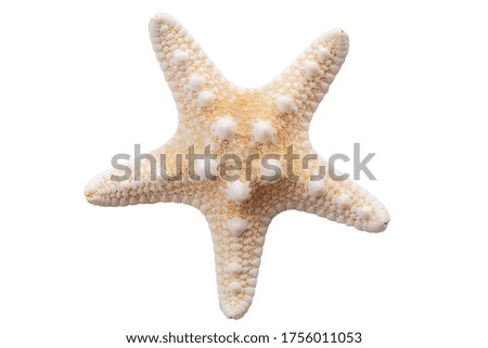 Marine life and sea creatures concept with a starfish isolated on white background with a clip path cutout