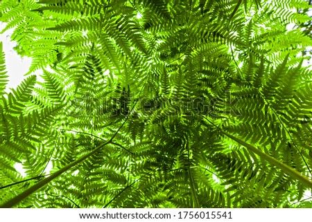 Ferns from below in the forest.