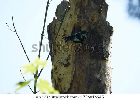 Great spotted woodpecker Dendrocopos major Switzerland infront of his home tree whole. High quality photo