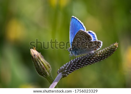 The Common Blue (Plebejus idas) is a species of diurnal butterfly in the blue family.