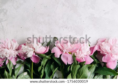 Peonies flowers pink and white on a light textured background with place for text, top view. Summer layout concept