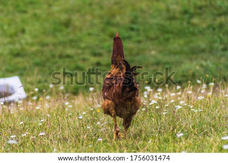 brown hen walking quietly in the countryside with unfocused black hen