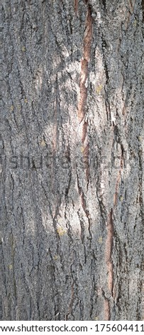 Large-size picture of tree stump and bark found in a city park