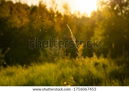 evening sunset sun forest summer Royalty-Free Stock Photo #1756067453