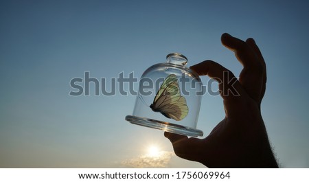 one butterfly fly inside glass jar into the air concept for fredom, peace and spirituality