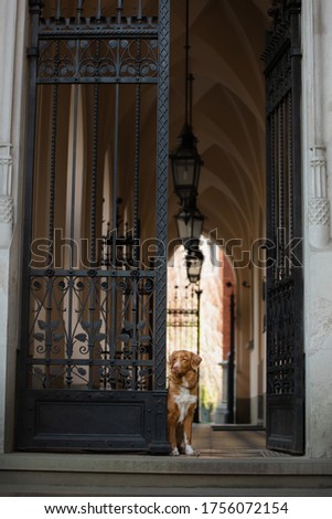 the dog peeks out from behind a metal gate. Nova Scotia Duck Tolling Retriever in a historic building in the city. High quality pet photo