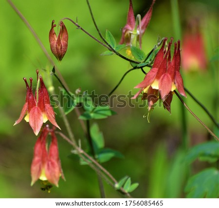 Aquilegia canadensis, the Canadian or Canada columbine, eastern red , or wild columbine, is a species of flowering plant in the buttercup family Ranunculaceae. Royalty-Free Stock Photo #1756085465