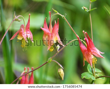 Aquilegia canadensis, the Canadian or Canada columbine, eastern red , or wild columbine, is a species of flowering plant in the buttercup family Ranunculaceae. Royalty-Free Stock Photo #1756085474