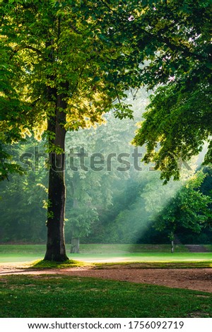 Sun light coming to a tree in "Parc de l'Orangerie" in Strasbourg Royalty-Free Stock Photo #1756092719