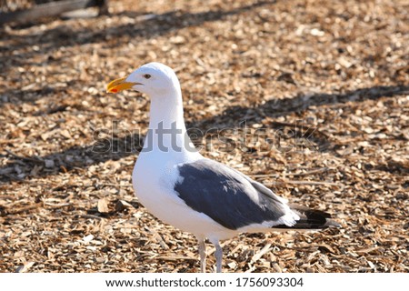 Close-up isolated seagull in California, USA.