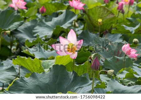 
Beautiful Pink lotus flower in blooning