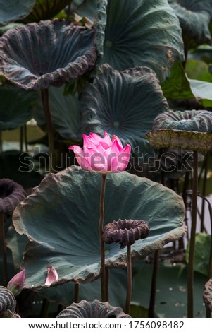 
Beautiful Pink lotus flower in blooning