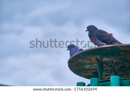 street pigeons sit on an iron roof