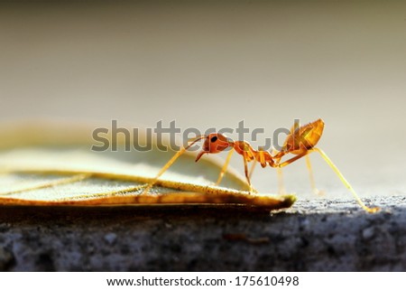 A Red Ant Checking On A Leaf