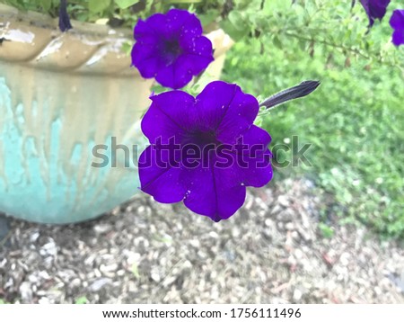 beautiful blue fresh stunning mind freshning flowers closeup pic 