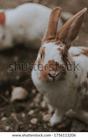 A selective focus shot of the cute brown and white domestic rabbit