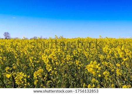 A beautiful shot of bright yellow canola flowers in the field under blue sky
