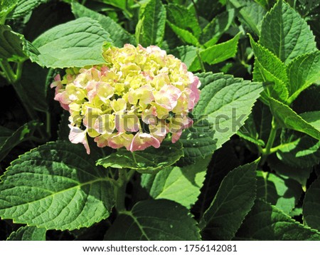 
It is a picture of a hydrangea that has begun to color.