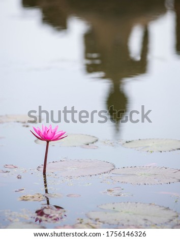 Lotus flower in a pond reflecting Buddha statue at Sukhothai Historical Park