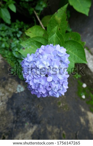 Beautiful Rustic Blue Flower. Flower background.