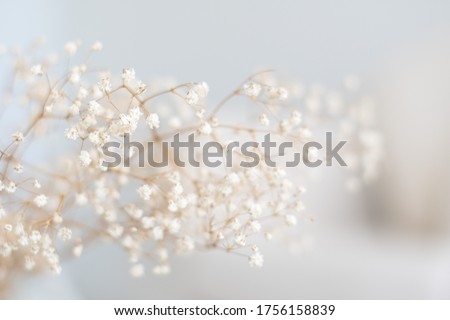 Blurred baby breaths in soft white background Royalty-Free Stock Photo #1756158839