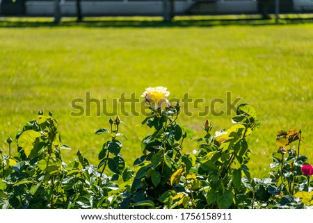 Yellow rose flower in the garden in Saint Pertersburg, Russia.