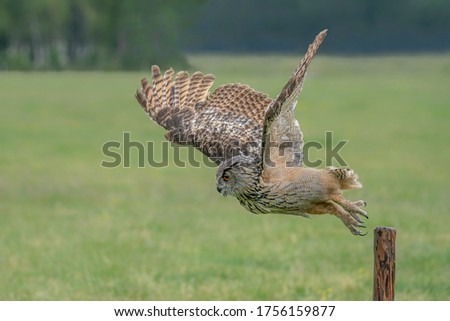 Eurasian Eagle-Owl (Bubo bubo) on branch in the Netherlands.