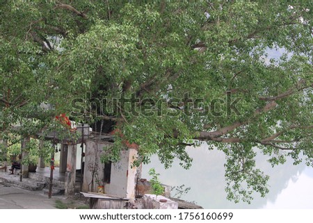 Trees at the river bank hill of India