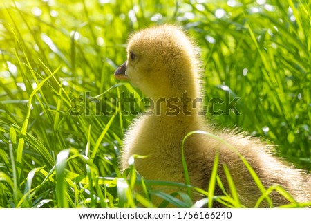 A young yellow gosling walks on the grass of the lawn in the backyard.
