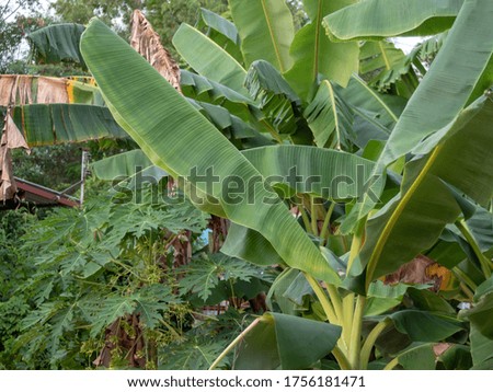 Banana leaf and banana grove in the garden