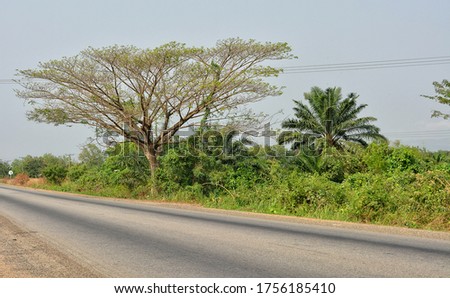 Asphalt road. African nature. Palm trees and baobabs. 