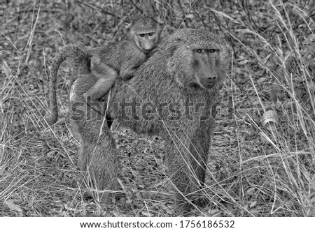 Baboon walks and carries on a baby on its back. Monkeys in a bush. African wildlife. Wild animals. Black and White photography.