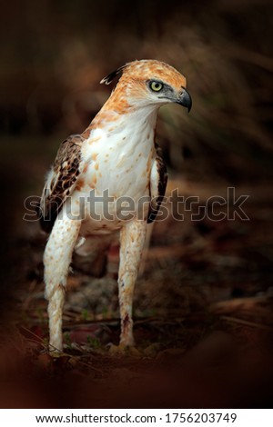 Changeable hawk-eagle, Nisaetus cirrhatus, close up, eagle on the ground, perched on rotten trunk against high grass in background. Wilpattu national park, Sri Lanka. Wildlife photography.