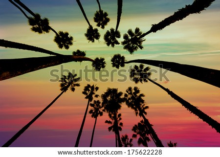 California Palm trees view from below in Santa Barbara US [photo illustration]