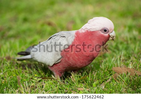 Galah cockatoo (Eolophus roseicapilla) is a common parrot of Australia. On the picture he is looking for seeds