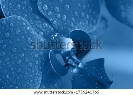Close up view of beautiful orchid flowers in trendy Pantone color 2020 classical blue.Toned background made of blooming Phalaenopsis flower with water drops on petals