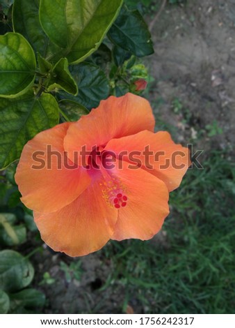 Yellow color hibiscus flower (joba ful) with blurry plant leaves and Blur background