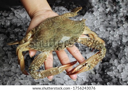 Hand holding jumbo Blue swimming crab, Flower crab, Blue crab on ice background