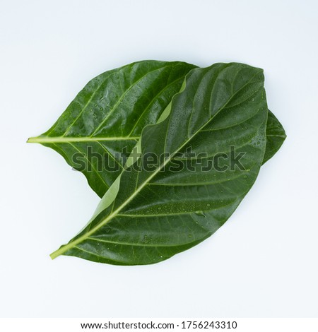 Green leaves of noni fruit Isolated on white background